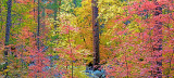 Harding Springs Trail, Oak Creek Canyon, Coconino Forest, AZ