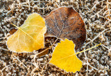 Frosted Cottonwood leaves, Canyon De Chelly National Monument, AZ
