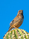 Cactus Wren
