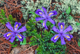 Dwarf lake iris, juniper, and reindeer lichen Ridges Sanctuary, Door County WI