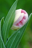 Showy Ladys-slipper bud, Ridges Sanctuary, Door County, WI