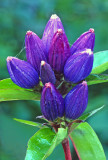Bottle Gentian, Ridges Santuary, Door County, WI