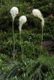 Beargrass, Mt. Rainier National Park, WA
