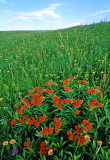 Butterfly Weed, Porcupine Grass, and Coreopsis, Anderson Prairie State Preserve, Emmet County, IA