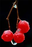 High Bush Cranberries, Ridges Sanctuary, Door County, WI