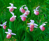 Showy Ladys-slippers