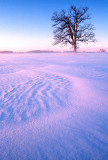 Winter Solitude
