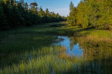 Solitude Swale, Ridges Sanctuary, Door County, WI