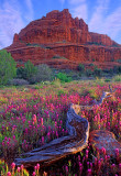 Owl's Clover at Bell Rock, Sedona, AZ