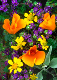 (DES6) Poppies, Phacelia, and Brittlebush, AZ