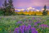 (CR1) Pilgrim Creek Meadow, Grand Tetons, WY