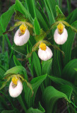 (PR20) White Lady's-slipper