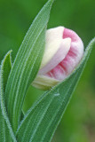 (O9) Showy lady's-slipper bud , Ridges Sanctuary, Door County, WI