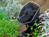 Our Dog, Kalani