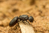 Cephalotes (Turtle ants)