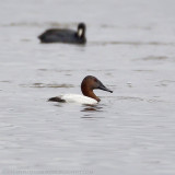 Canvasback