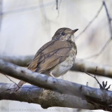 Hermit Thrush