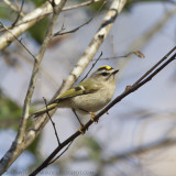 Golden-crowned Kinglet