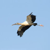 Wood Stork
