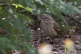 Florida Wildlife Blog 2014