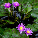 RHS Wisley