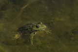 All around a Pond