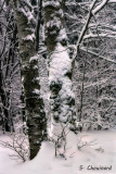 Hiver Abitibien - Abitibian Winter