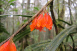 Orchid sp.
