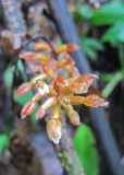 Ordchid sp.