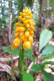 Calanthe ventilabrum