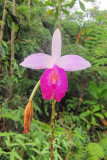 Bamboo Orchid (Arundina graminifolia)