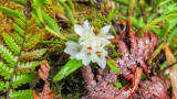 Orchid sp.