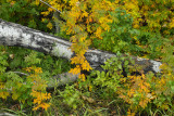 Alberta Autumn
