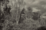 Fall in the Wasatch