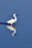 in San Diego River