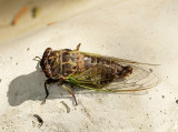Dog Day Cicada JL13 #0035