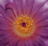 Notocactus uebelmanianus