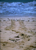 Turtle Tracks (MEXPHO)