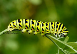 Black Swallowtail JN14 #2859