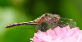 White-faced Meadowhawk AU15 #4083