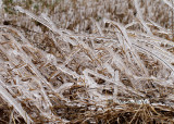 Winter MR16 #9981