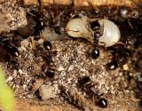 Tetramorium species-e MY16 #5697
