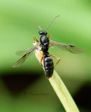 Winged Ant - Formica JL16 #9123