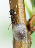 Camponatus nearcticus with scale insect JN16 #2518.