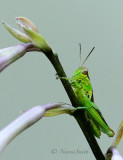 Melanoplus AU16 #7379