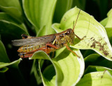 Melanoplus sp. AU16 #4825