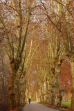 les platanes