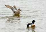 Le CROTOY.Ducks with flat beek