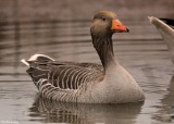 Le CROTOY.Wild Goose