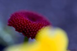 art_flower2013_2014